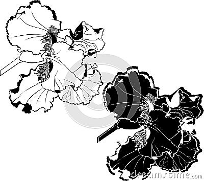 Irises flowers Vector Illustration