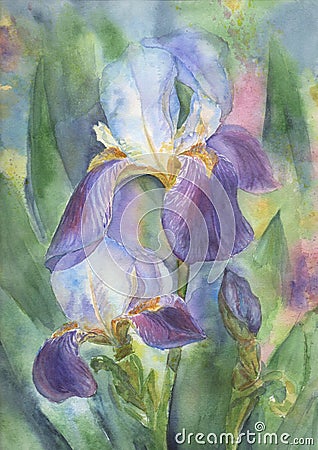 Irises Cartoon Illustration