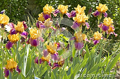 Irises Of Orange And Violet Colours Stock Photos - Image: 34160483