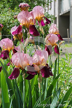 Irises in spring. Colorful iris flower with delicate petals. Stock Photo