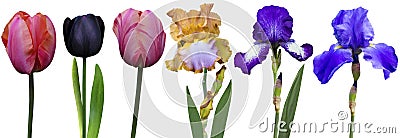 Irises tulips Stock Photo