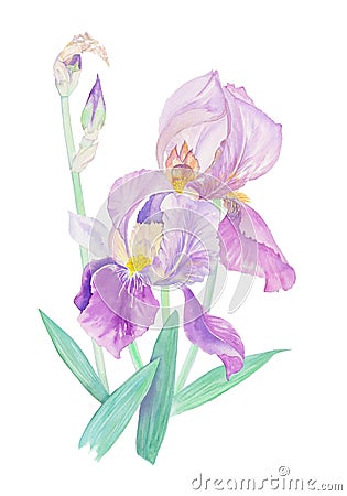 Irises watercolor bouquet Stock Photo