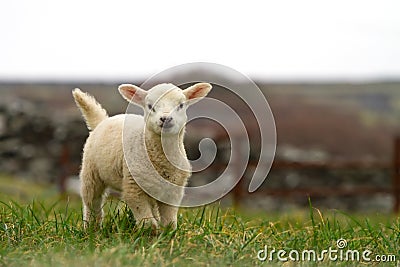 Irish baby sheep Stock Photo