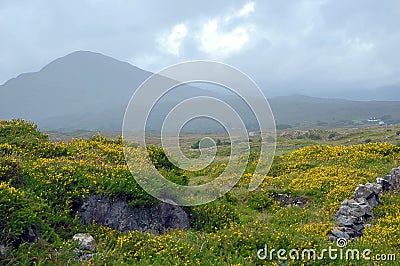 Irish broom landscape Stock Photo