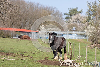 Irish Cob standing in a meadow with a lush green field Stock Photo