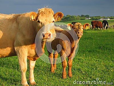 Irish cows Stock Photo