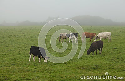 Irish cows in the fog Stock Photo