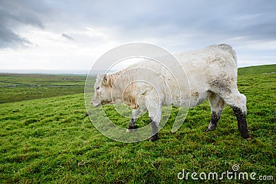 Irish cows grazing Stock Photo