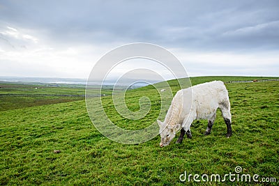 Irish cows grazing Stock Photo