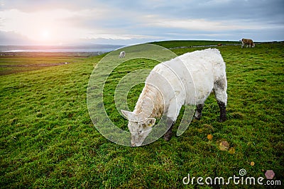 Irish cows grazing Stock Photo