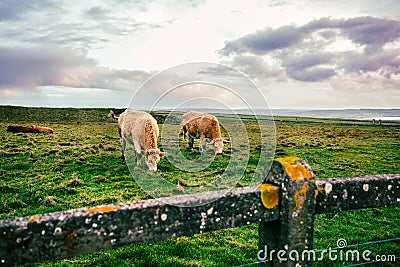 Irish cows grazing in green meadow. Stock Photo