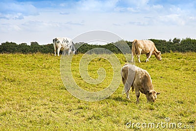 Irish cows grazing - image with copy space Stock Photo