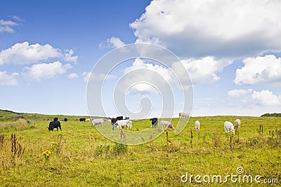 Irish cows grazing - image with copy space Stock Photo