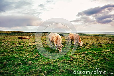 Irish cows on green pasture. Stock Photo