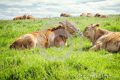 Irish cows Stock Photo