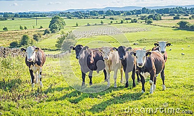 Irish Cows in a Meadow Stock Photo