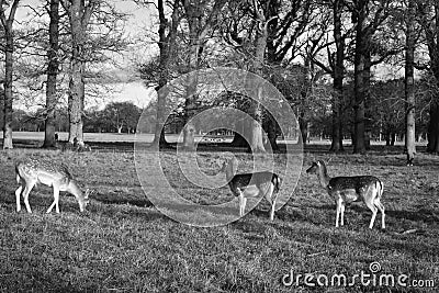 Irish deer walking in a park in Dublin Stock Photo