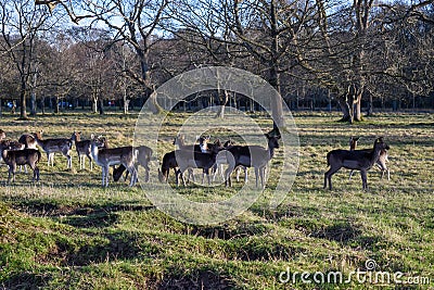 Irish deer walking in a park in Dublin Stock Photo