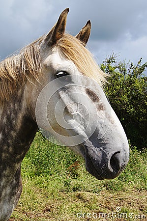 Irish Draught Horse Stock Photo