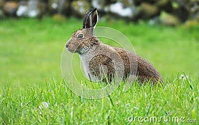 Irish hare Stock Photo