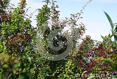 Irish Hawthorn bush with bright red haws Stock Photo