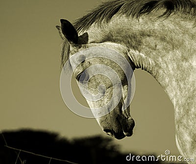 Irish Horse Stock Photo