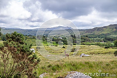 Irish landscape with red deer by Glenties in County Donegal Stock Photo