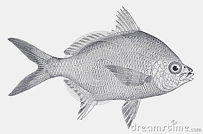 Irish mojarra diapterus auratus, marine fish from the atlantic Vector Illustration