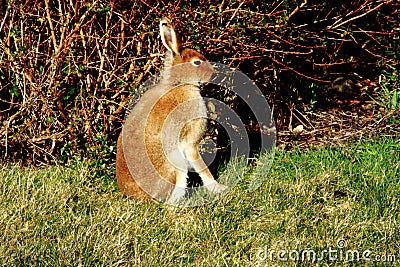 Irish Mountain Hare, County Kerry, Ireland Stock Photo