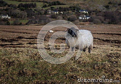 An Irish mountain sheep Stock Photo