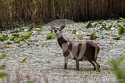 Irish Red Deer Feeding In Marsh Stock Photo