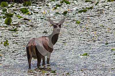 Irish Red Deer Feeding In Marsh Stock Photo