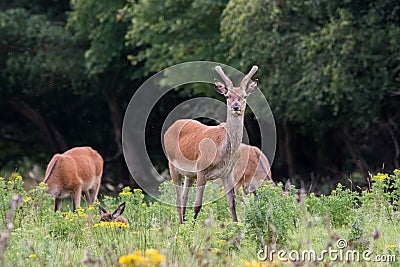 Irish Red Deer Stock Photo