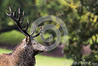 Irish Red Deer Stag Stock Photo