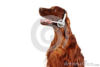 Irish Red Setter dog with headphones Stock Photo