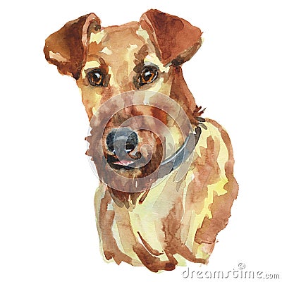 The irish red terrier watercolor hand painted dog portrait Stock Photo