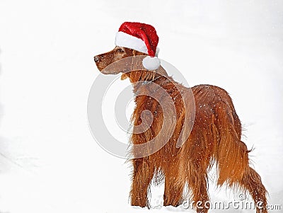 Irish Setter with Christmas hat in snow Stock Photo