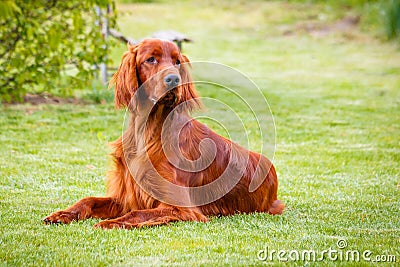 Irish Setter Stock Photo