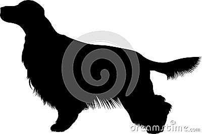 Irish Setter Vector Illustration