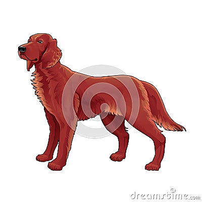 Irish setter. Vector Illustration