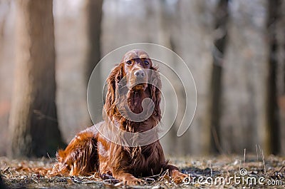 Irish setter Stock Photo