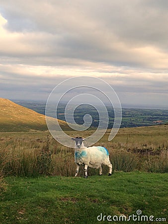 Irish sheep Stock Photo