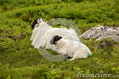 Irish sheep Stock Photo