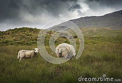 Irish Sheep Stock Photo