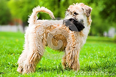 Irish soft coated wheaten terrier Stock Photo