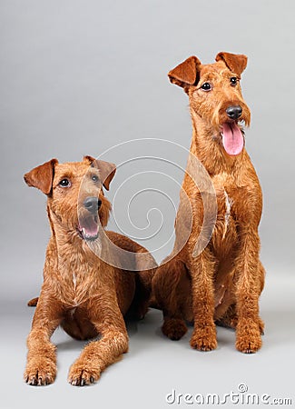 Irish terrier Stock Photo