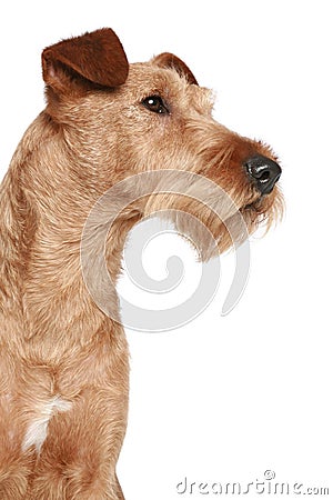 Irish terrier Stock Photo