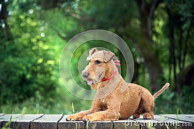 Irish terrier dog lies on the wooden bridge Stock Photo