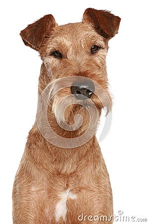 Irish terrier. Dog portrait Stock Photo