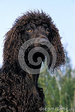 Irish Water Spaniel Dog, Portrait of Adult Stock Photo